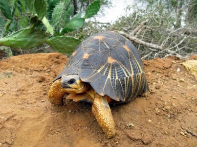 Foto-kura-kura-terpancar langsung-oleh-Ryan-Walker