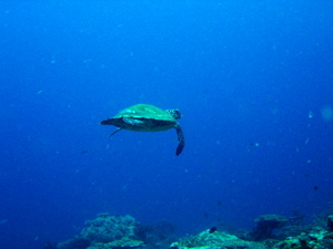 critically endangered hawksbill turtle