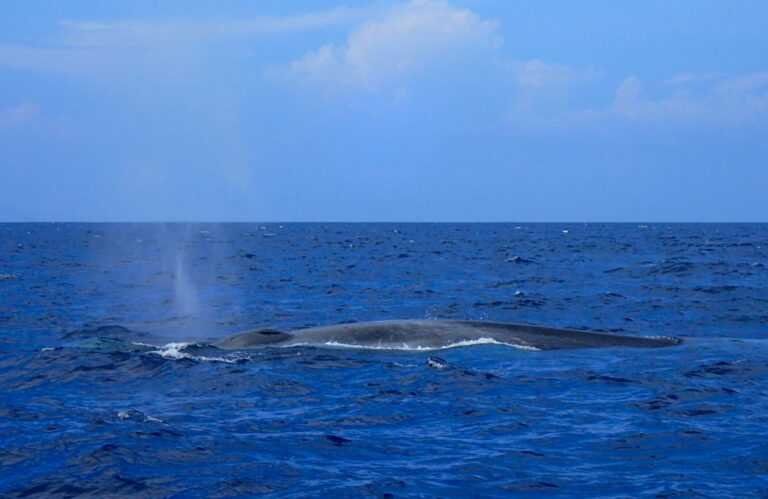 Baleine Bleue Pygmée