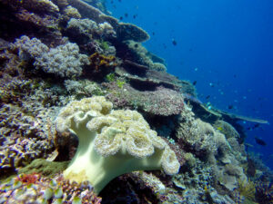Coral macio na costa de Beloi, Ilha de Ataúro