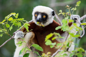 Coquerel s sifaka lemur found in mangrove areas. photo: Louise Jasper