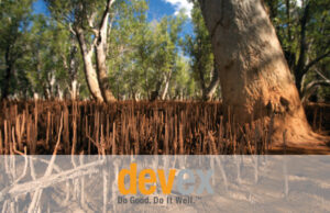Mangrove de Devex