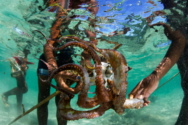 New project to map octopus fishing in the Western Indian Ocean