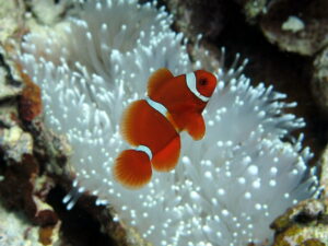 Spinecheek anemonefish amin'ny anemone bleached any Timor-Leste. Sary: Jen Craighill