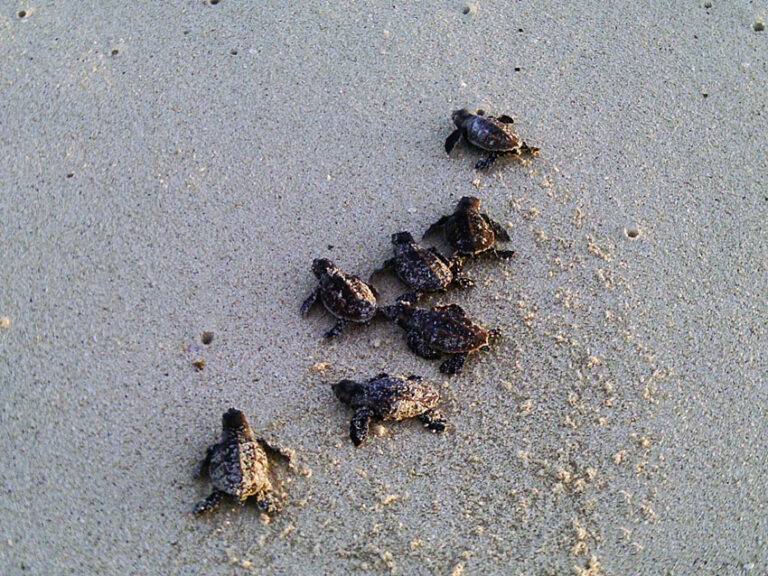 Filhotes de tartaruga Madagascar