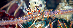 Lobster Berduri Karibia (unggulan)
