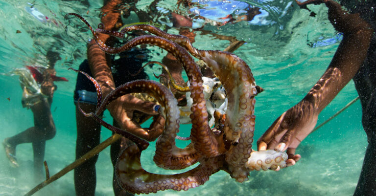 Communities embrace reef closures to maximise catch from octopus