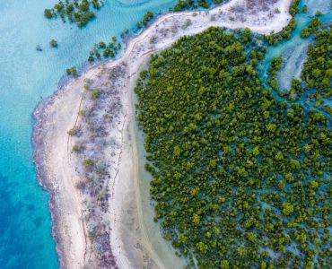 Identifying mangrove blue carbon barriers – key considerations for policy makers