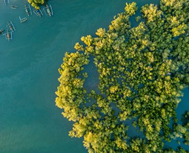 Blue forest mangroves aerial in Madagascar - Leah Glass
