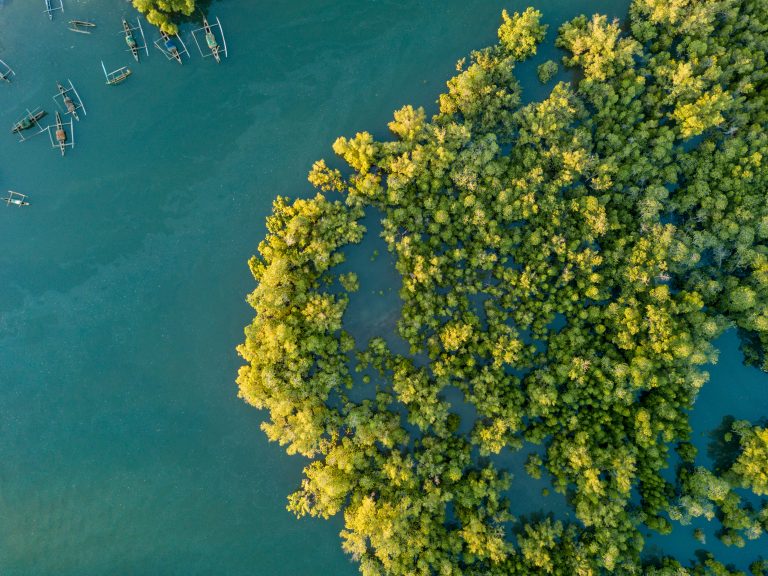 Blue forest mangroves aerial in Madagascar - Leah Glass