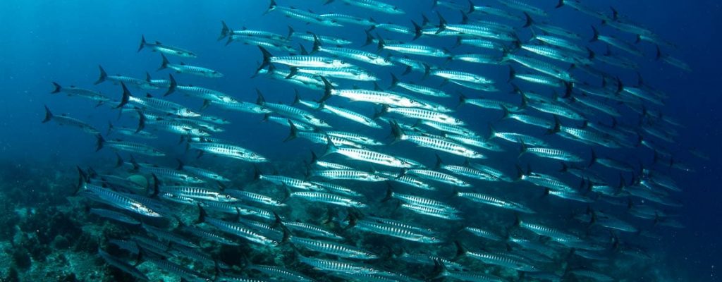 Blue Ventures Timor-Leste Marine Conservation-60